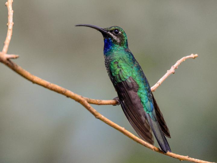 White-tailed Sabrewing