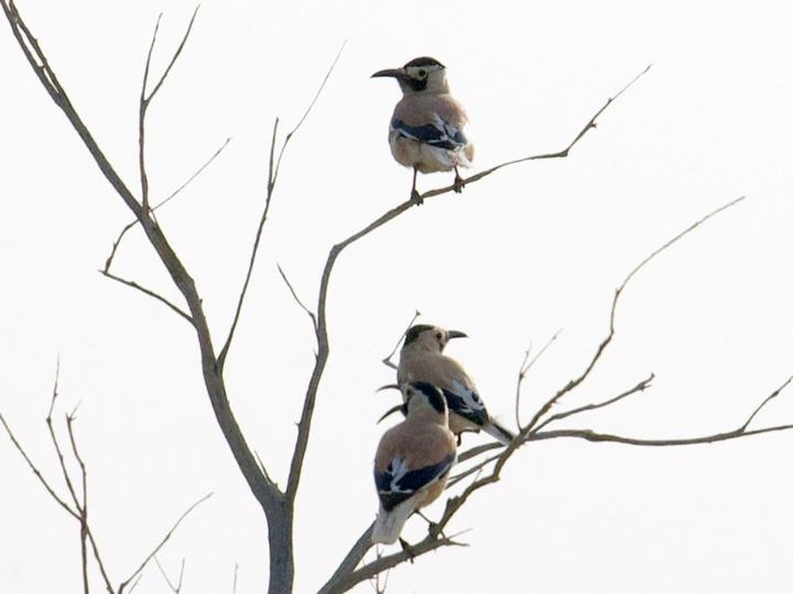 Xinjiang Ground Jay