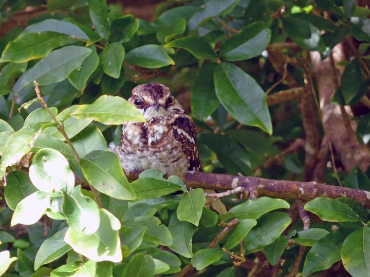 White-tailed Nightjar