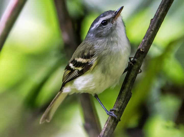 White-tailed Tyrannulet