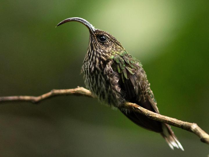 White-tipped Sicklebill