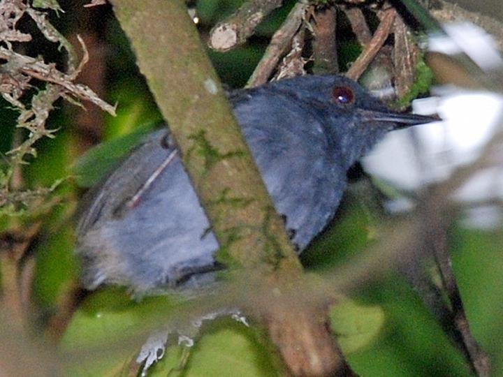 White-tailed Warbler