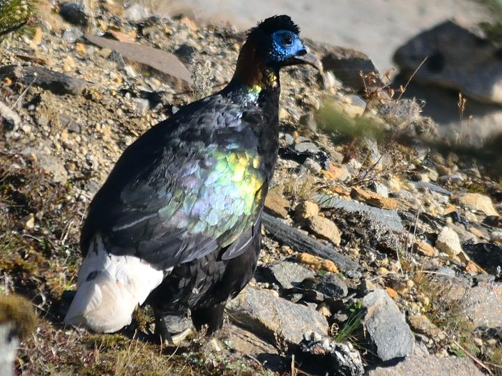 Sclater's Monal