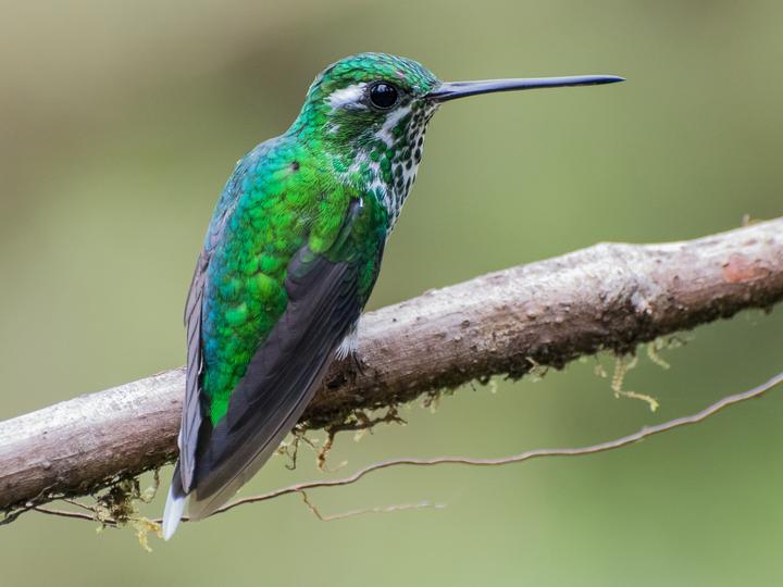 Purple-bibbed Whitetip