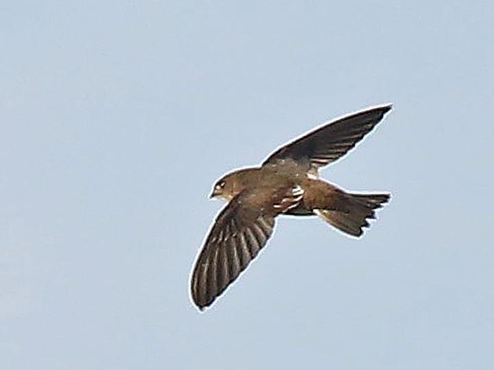 White-tipped Swift