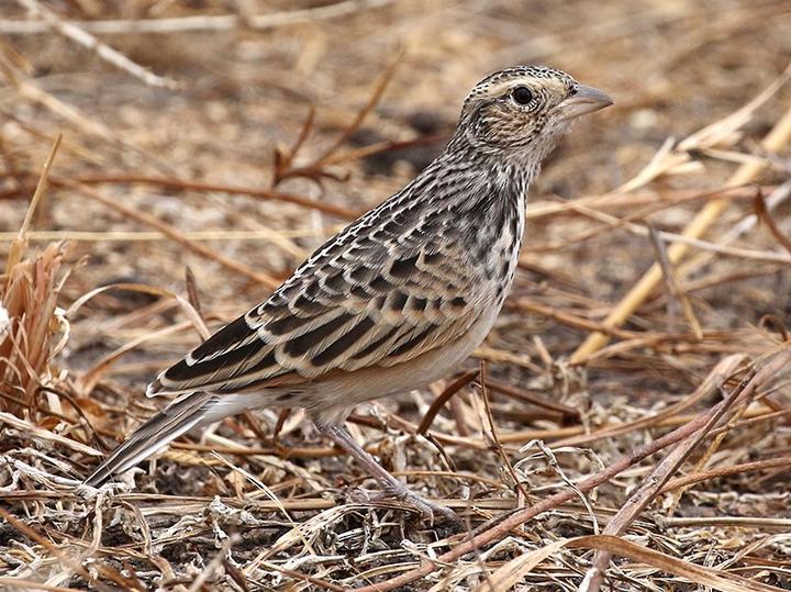 White-tailed Lark
