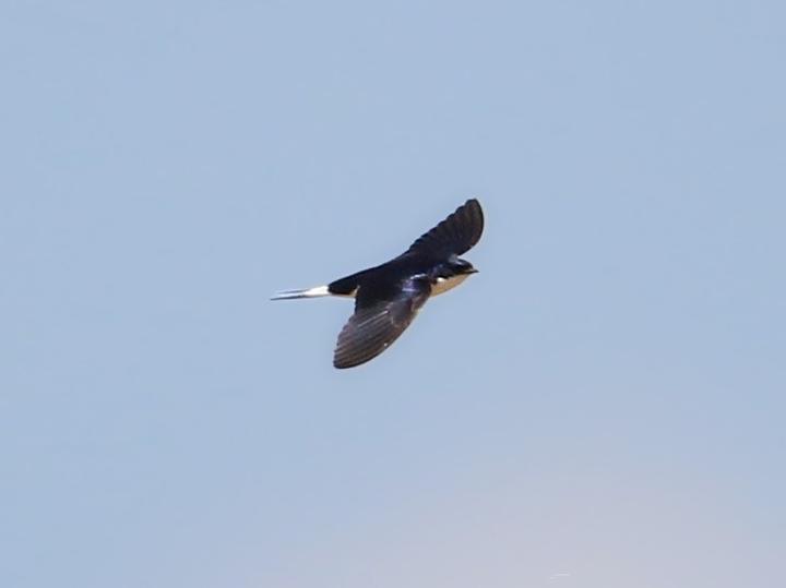 White-tailed Swallow