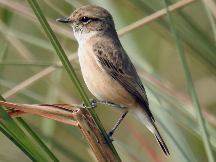 White-tailed Stonechat
