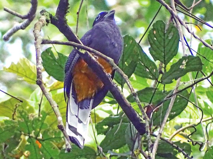 White-tailed Trogon