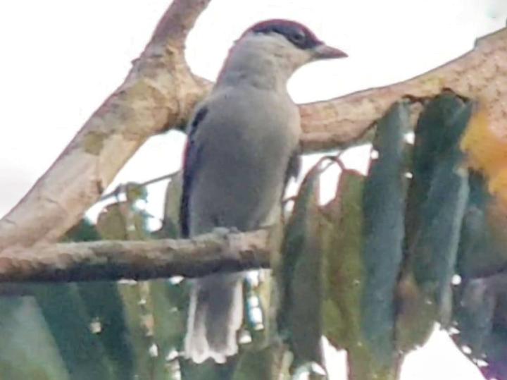 White-tailed Tityra
