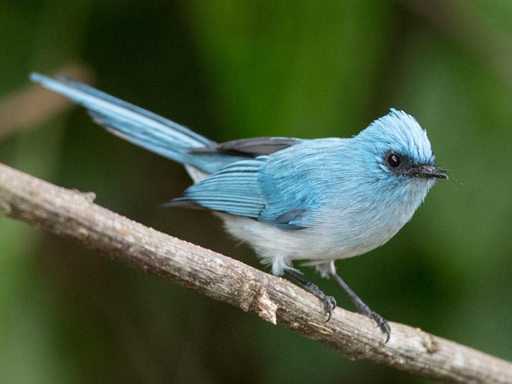 White-tailed Blue Flycatcher