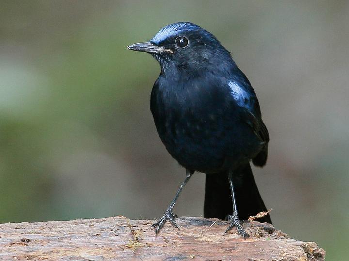 White-tailed Robin