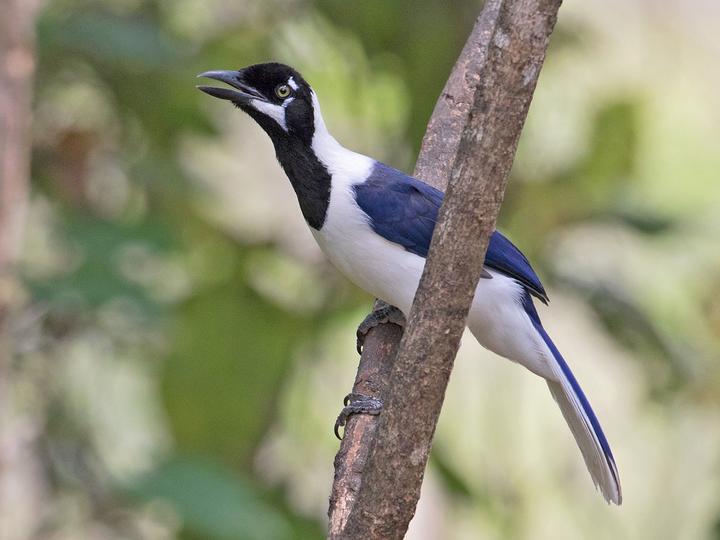 White-tailed Jay