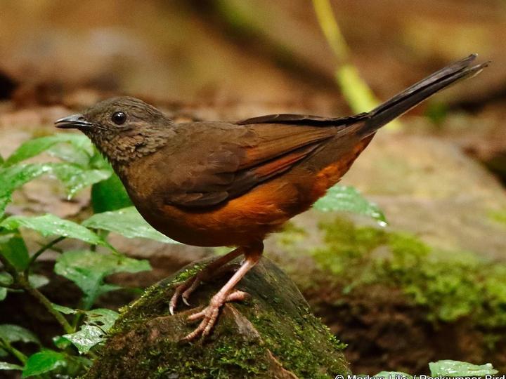 White-tailed Ant Thrush