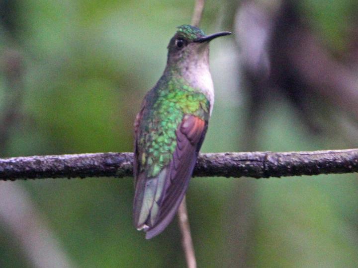 White-tailed Hummingbird