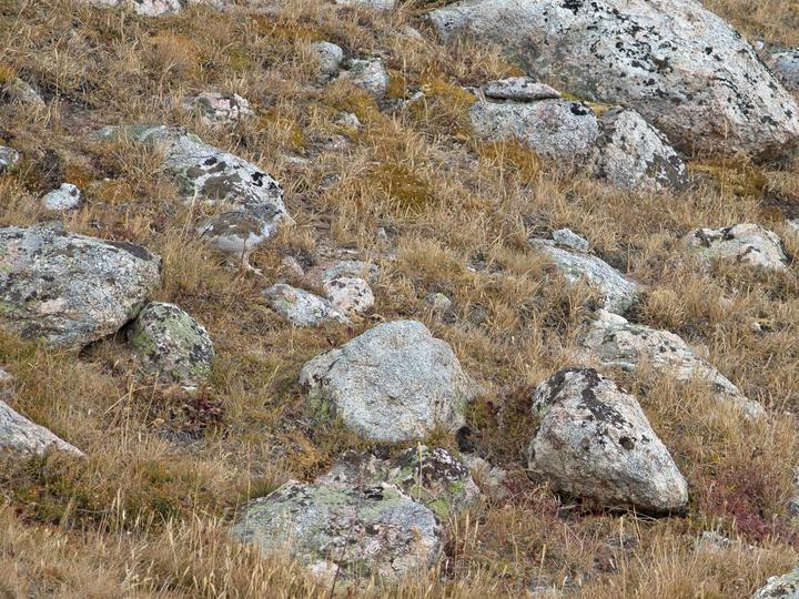 White-tailed Ptarmigan