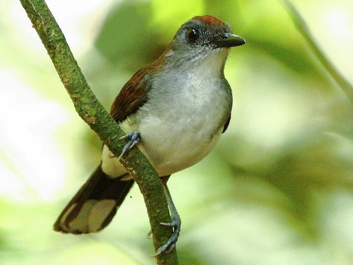 White-tailed Alethe