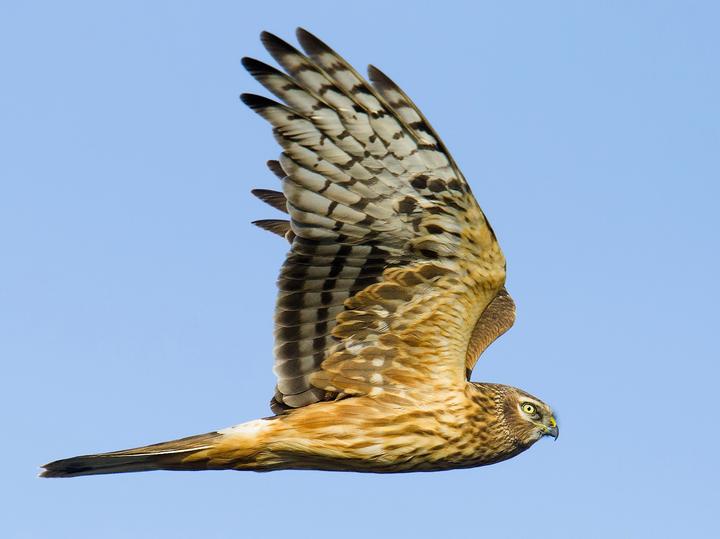 Hen Harrier