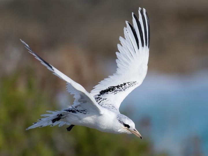 White-tailed Tropicbird