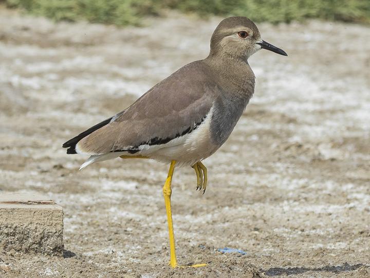 White-tailed Lapwing