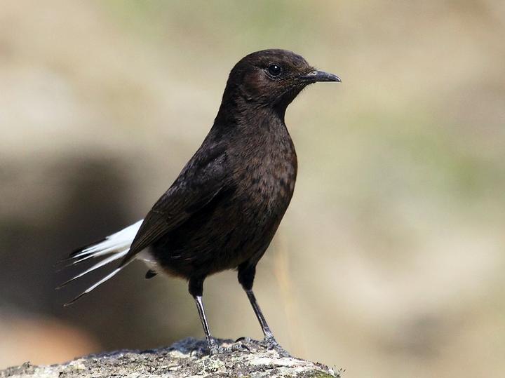 Black Wheatear