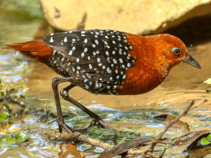 White-spotted Flufftail