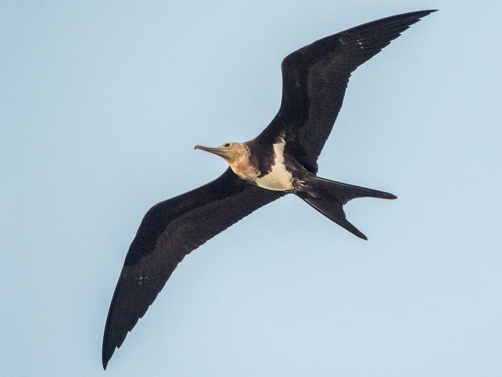 Lesser Frigatebird