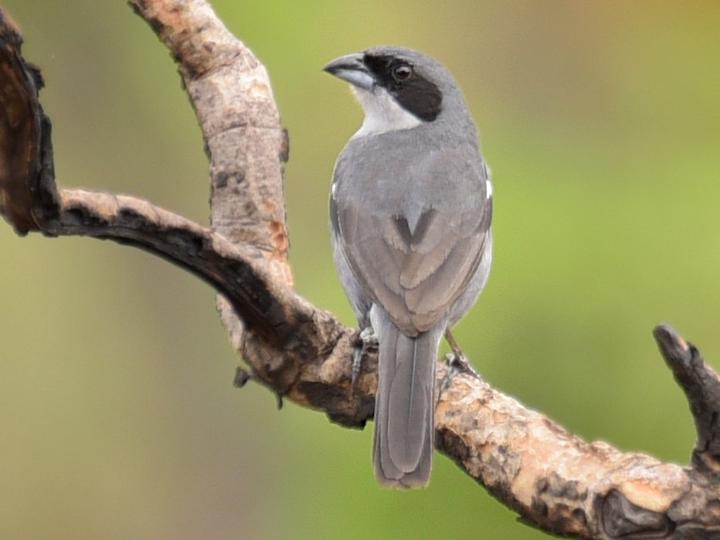 Shrike-like Tanager