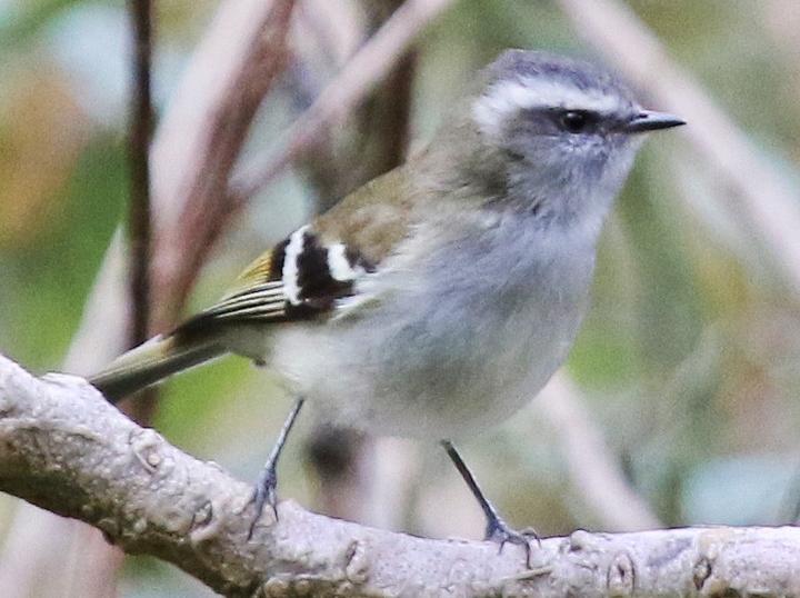 White-banded Tyrannulet