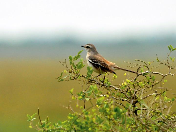 White-banded Mockingbird