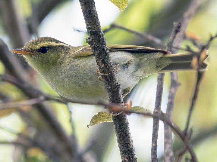 Kloss's Leaf Warbler