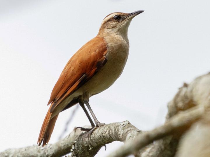 Band-tailed Hornero