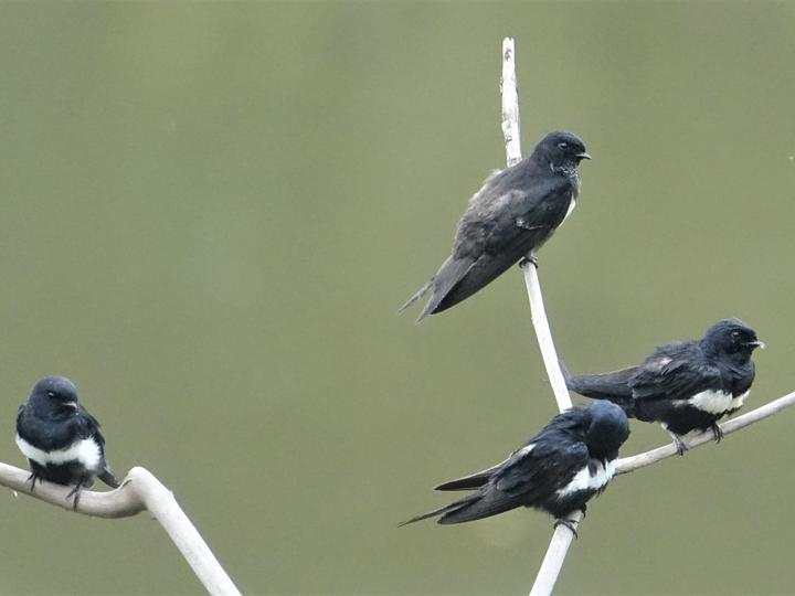 White-banded Swallow