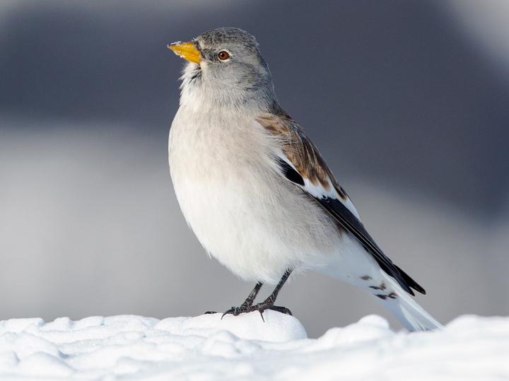 White-winged Snowfinch