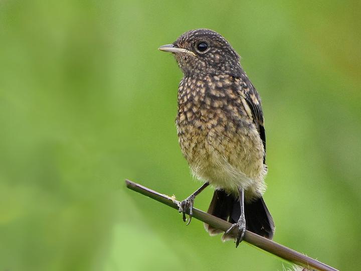 Pied Bush Chat