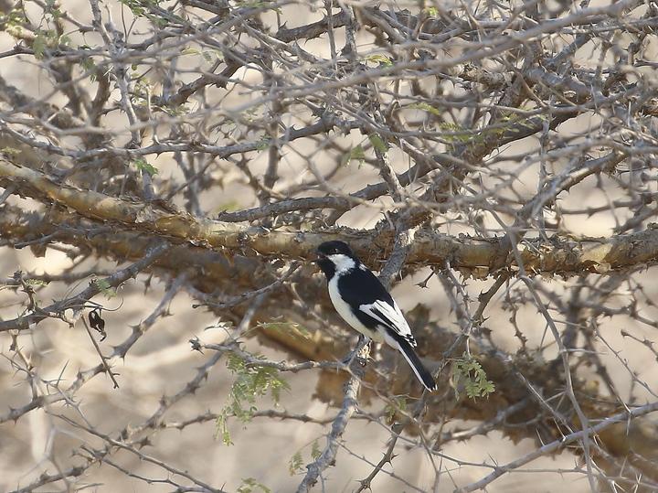White-naped Tit