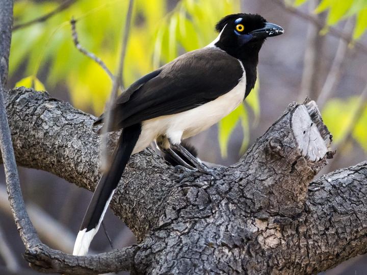 White-naped Jay