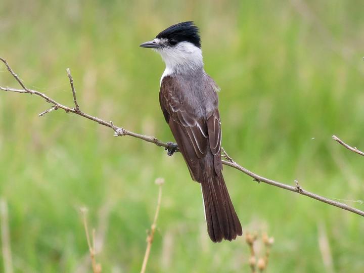 White-naped Xenopsaris