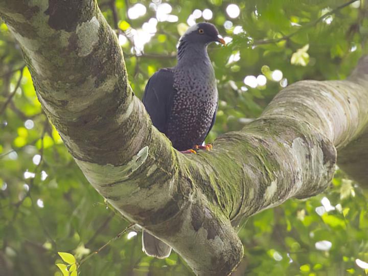 White-naped Pigeon