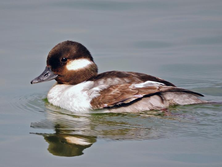 Bufflehead