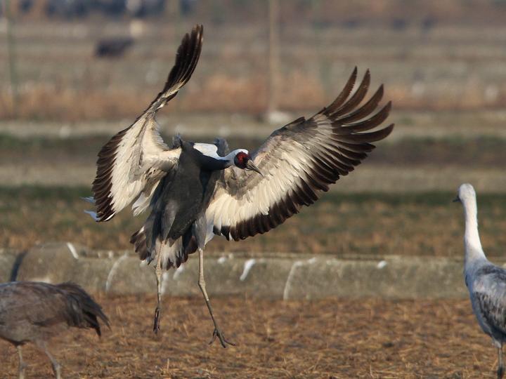 White-naped Crane