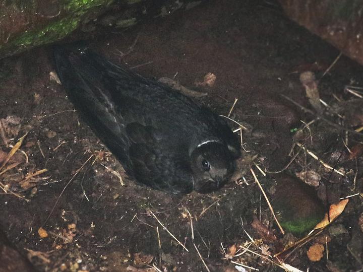 White-naped Swift