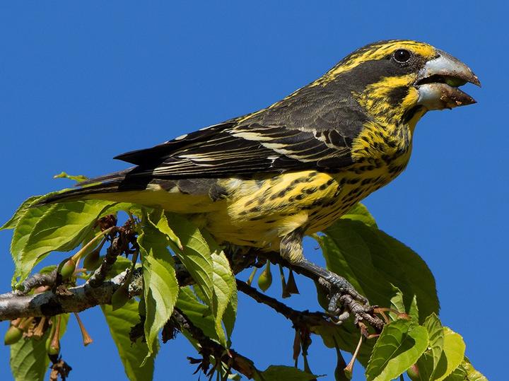 Spot-winged Grosbeak