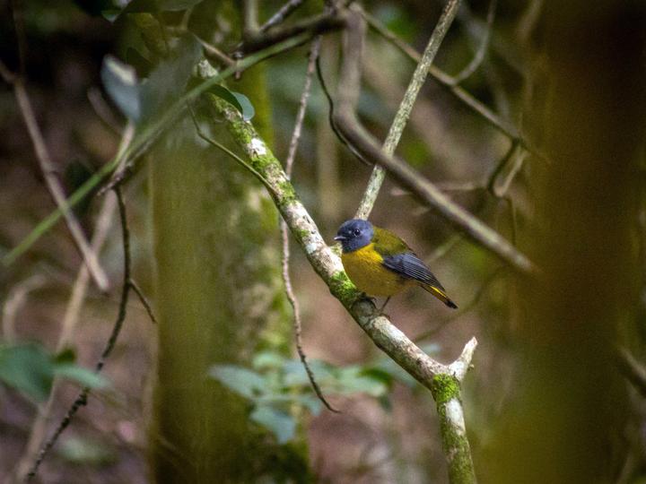 White-starred Robin
