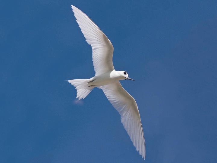 White Tern