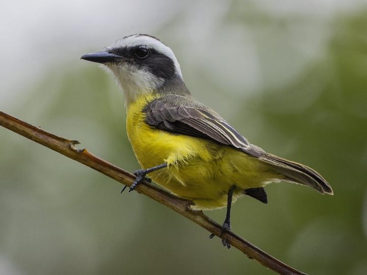 White-ringed Flycatcher