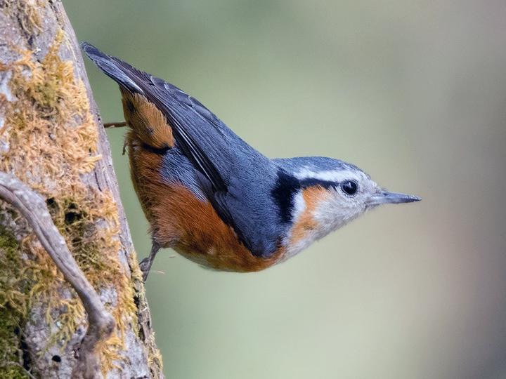 White-browed Nuthatch