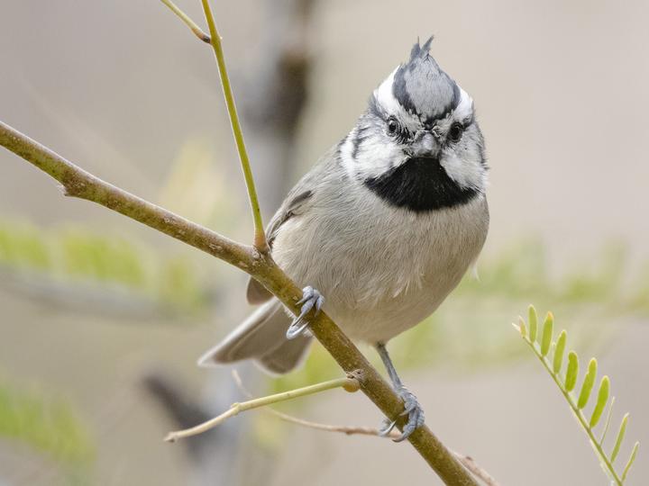 Bridled Titmouse