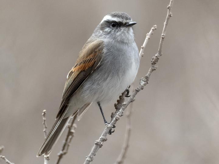 White-browed Chat-Tyrant
