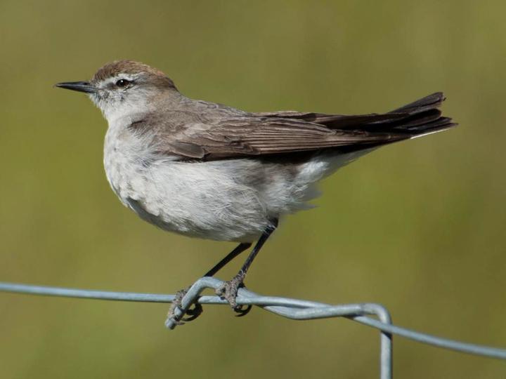 White-browed Ground Tyrant
